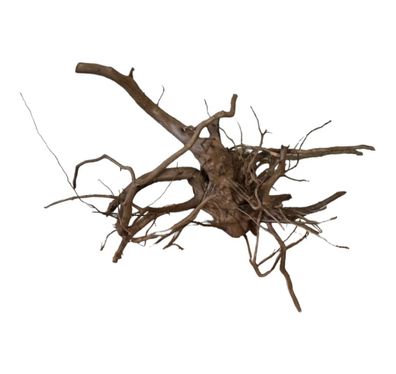 Dunkle Moorwurzel 40-55 cm Wurzel506