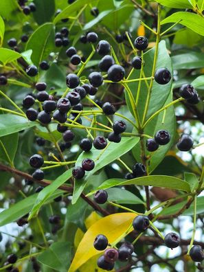 Indonesische Lorbeerblatt - Bayleaf - Syzygium polyanthum 5+ Samen F 283