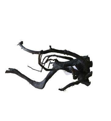 Schwarze Moorwurzel M (25-30 cm) Wurzel 260