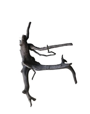 Schwarze Moorwurzel M (25-30 cm) Wurzel 14