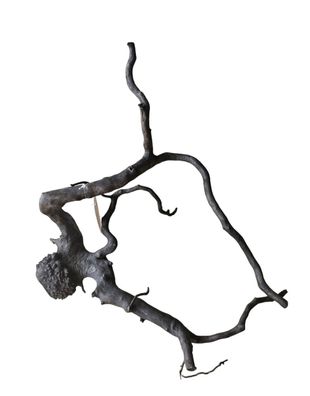 Schwarze Moorwurzel M (25-30 cm) Wurzel 127