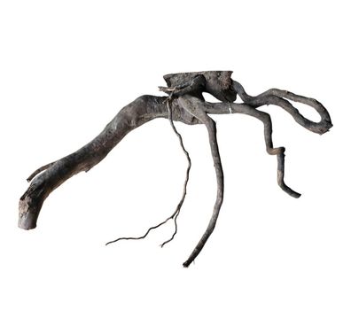 Schwarze Moorwurzel L (40-45 cm) Wurzel 135