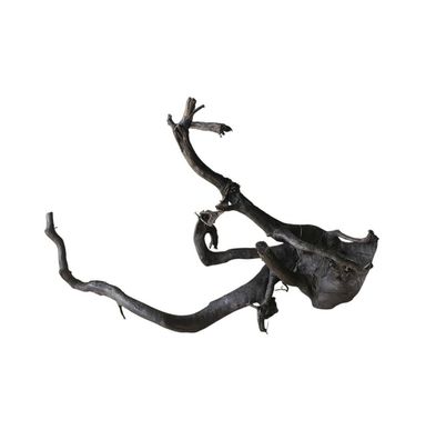 Schwarze Moorwurzel M (25-30 cm) Wurzel 54