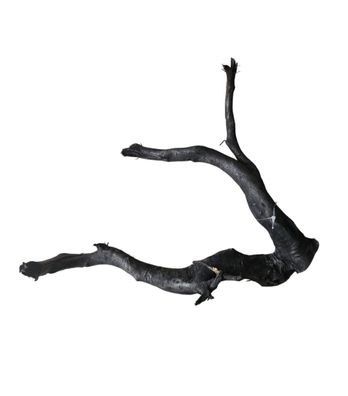 Schwarze Moorwurzel M (25-30 cm) Wurzel 108