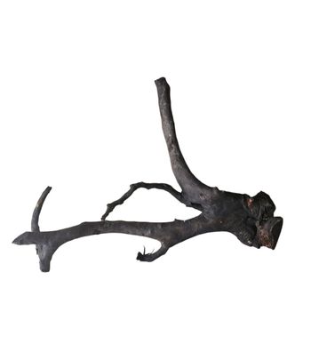 Schwarze Moorwurzel L (40-45 cm) Wurzel 926