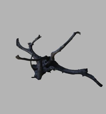 Schwarze Moorwurzel L (40-45 cm) Wurzel 935