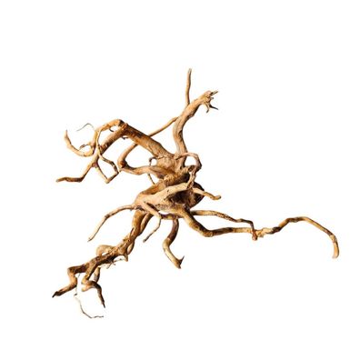 Rote Moorwurzel / Fingerwurzel Größe XL Nr.397