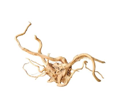 Rote Moorwurzel / Fingerwurzel Größe XL Nr.399