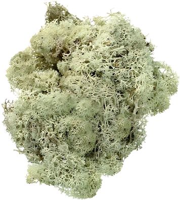 KNORR Prandell 216694977 Islandmoos Naturmoos gefärbt natur