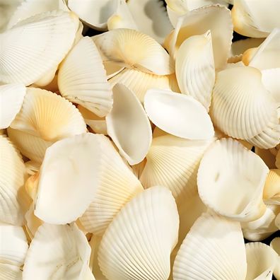 KNORR Prandell 218237700 Muscheln 45 - 5 cm weiss