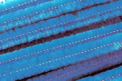 KNORR Prandell 218476357 Biegeplüsch 50 cm Ø 8 mm blau