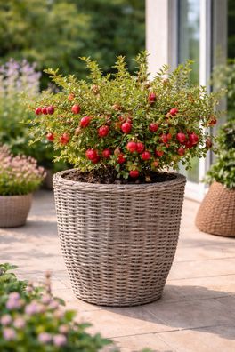 Cranberry Pflanze Early Black Vaccinium macrocarpon Grossfruechtige Moosbeere