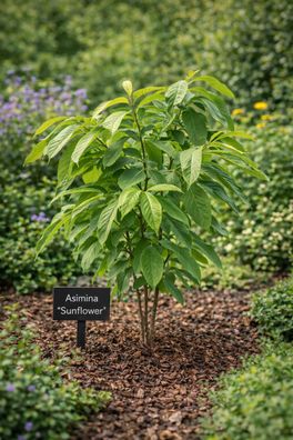 Asimina triloba - Indianerbanane - Papau - Dreilappige Papau