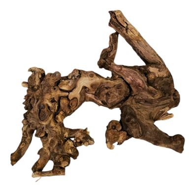 Shenmu Wurzel Nr.728