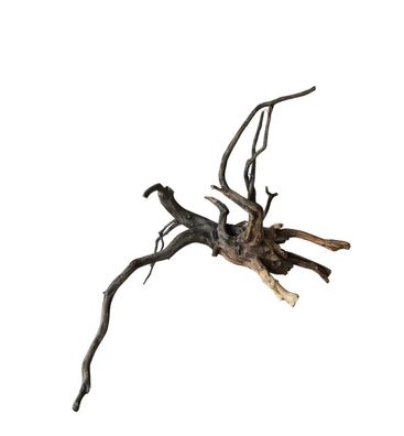 Rasamala Black Scaper Root Nr.827