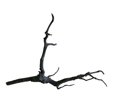 Rasamala Black Scaper Root Nr.832