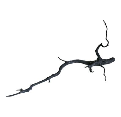 Rasamala Black Scaper Root Nr.753