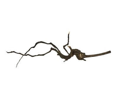 Rasamala Black Scaper Root Nr.762