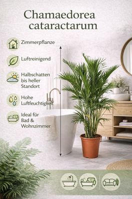 Chamaedorea cataractarum Mexikanische Bergpalme 70-100 cm Zimmerpflanze