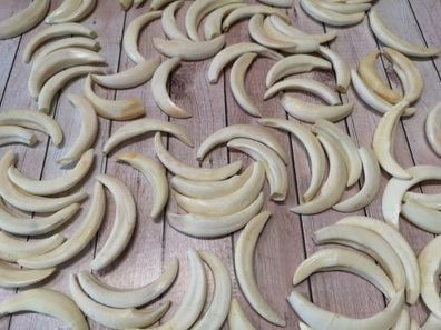 10 x echte Wildschwein Zähne Sau Haken ca.5 -7 cm ! NEU und professionell