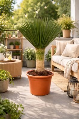 Yucca Rostrata 'Blue Swan' ca. 100 cm Palmlilie 30 cm Stamm Winterhart