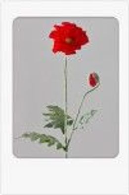 Deko Mohn rot 68cm mit grosser Bluete
