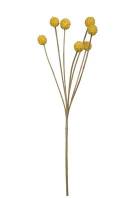 Fink Craspedia, Kunstblume, Kunstfasern, gelb, L. 10 cm, B. 10 cm, H. 60 cm 181007