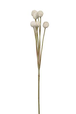 Fink Craspedia, Kunstblume, Kunstfasern, creme, L. 10 cm, B. 10 cm, H. 60 cm 181006