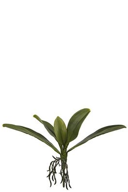 Fink Orchideenblätter, Kunstblume, synthetische Faser, grün, H. 25 cm 185133