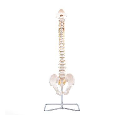 Elementary Anatomy Wirbelsäule lebensgroß flexibel mit Becken Bandscheibenvorfal