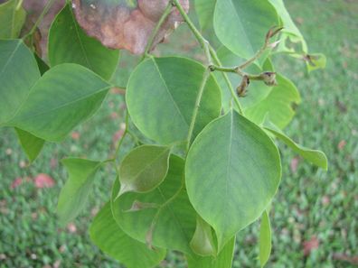 Indischer Rosenholz Baum - Dalbergia Sissoo - 10 Frische Samen