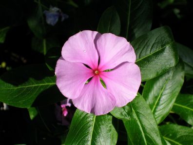 Rosafarbene Catharanthe - Catharanthus Roseus Pink - 30+ Frische Samen