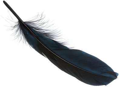 KNORR Prandell 216620612 Gänsefedern ca. 16 - 21 cm schwarz