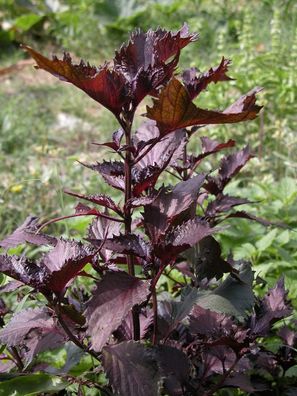 Lila japanisches Perilla / Shiso - Perilla frutescens - 50 Frische Samen