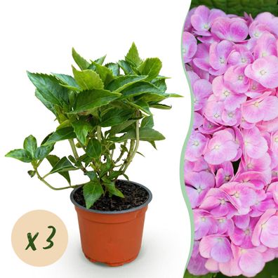 Hydrangea macrophylla Pink - Hortensie - Winterhart - Pink - 3 Pflanzen - Ø12cm