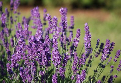 Lavendel - Lavandula officinalis - 200+ Frische Samen