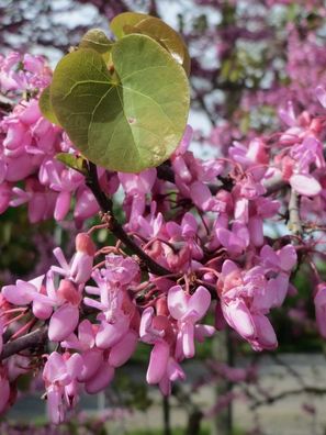 Judasbaum - Cercis siliquastrum - 15+ frische Samen