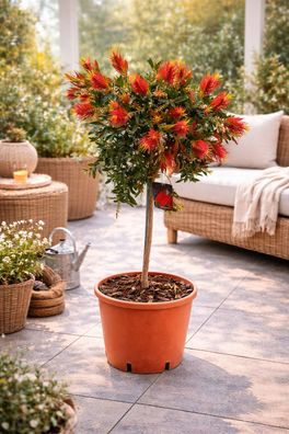 Karminroter Zylinderputzer Callistemon ca. 100 cm Flaschenputzer Pflanze