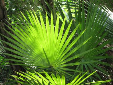 Everglades Palme - Acoellorraphe Wrightii - 10 Frische Samen