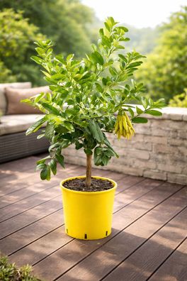 Buddhas Hand Pflanze 70-100 cm Zitronatzitrone Fingerzitrone Citrus Baum