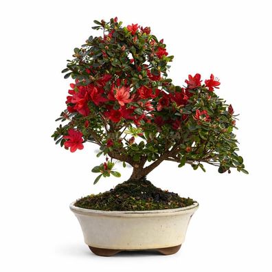 Rhododendron indicum - blühende Azalee - Outdoorbonsai - 23cm Schale - 45cm hoch