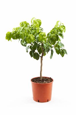 Bergamotte Pflanze 70-100 cm Citrus Bergamia Duft Zitruspflanze Tee