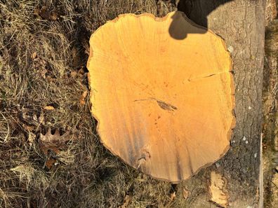 Baumscheibe, Holzscheibe, Tischplatte, Weissbuche ca. 80x5 cm