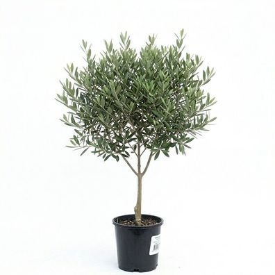 10-jährig Olivenbaum - Olea Europaea - 100 cm