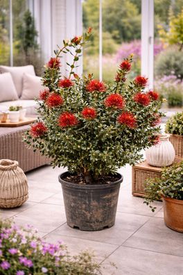 Metrosideros excelsa 80-100 cm Neuseeland Weihnachtsbaum Eisenholzbaum selten