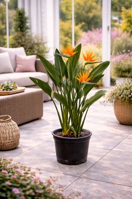 Strelitzia reginae 80-100 cm Paradiesvogelblume grosse Zimmerpflanze