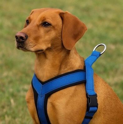 Othello Norwegergeschirr Hund Gr M Reflect Blau 43-67cm /45mm Bebodealz7