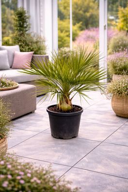 Geleepalme Butia capitata winterharte Palme 80-100 cm Kübelpflanze