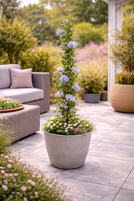 Plumbago auriculata 120-160 cm Blauer Jasmin Bleiwurz Pflanze Terrasse