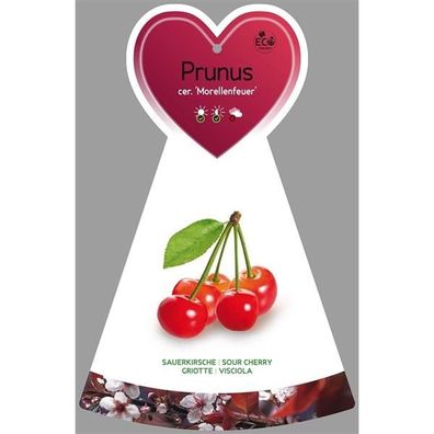 Prunus cerasus 'Morellenfeuer' - Sauerkirsche 'Morellenfeuer' Obstbaum